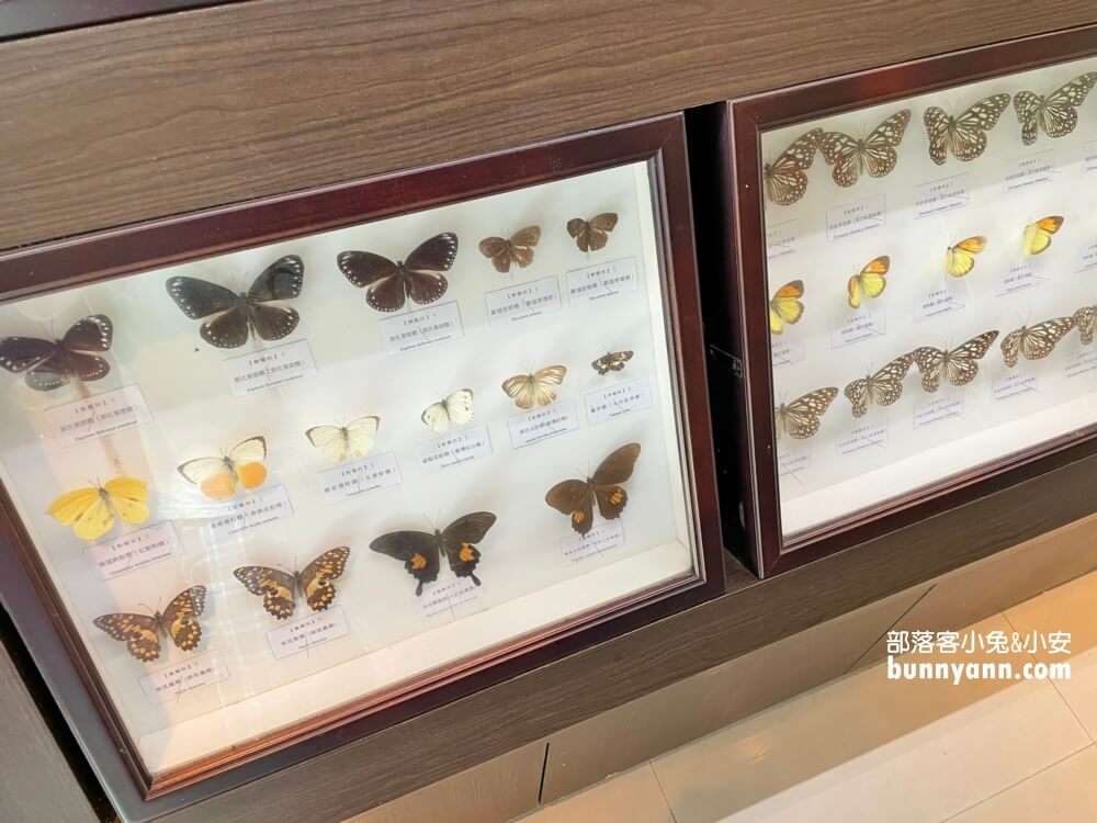 桃園拉拉山【巴陵古道生態園區】免費暢遊四座生態館，森林吊橋好有趣!!