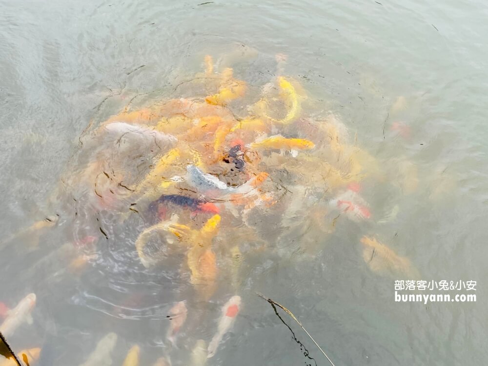 桃園「花鹿秘境」餵水豚和梅花鹿吃飯，暢遊李家摸蜆農場