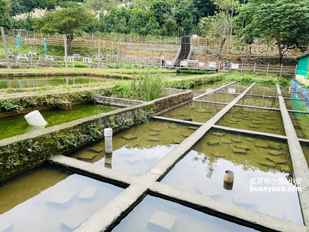 桃園「花鹿秘境」餵水豚和梅花鹿吃飯，暢遊李家摸蜆農場