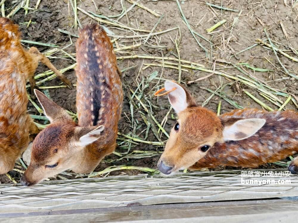 桃園農場「花鹿秘境」暢遊李家摸蜆農場，餵水豚和梅花鹿吃飯。