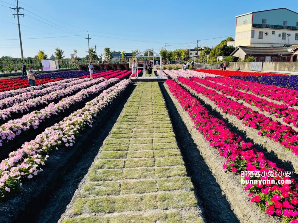 彰化景點》董家花田，田尾繽紛四季花海，戶外野餐好地方