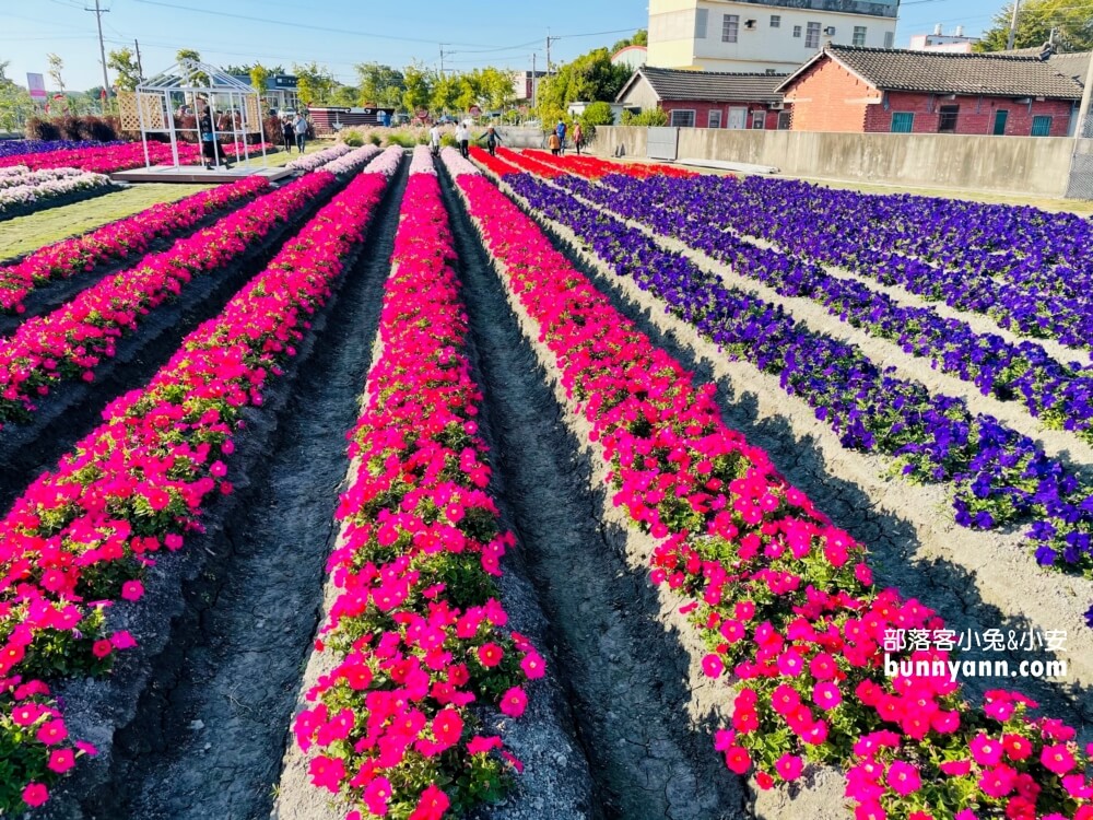 彰化景點》董家花田，田尾繽紛四季花海，戶外野餐好地方