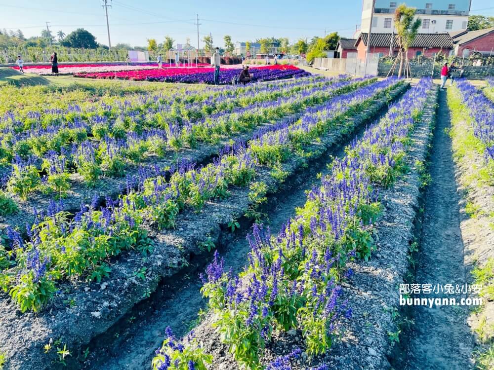 彰化景點》董家花田，田尾繽紛四季花海，戶外野餐好地方
