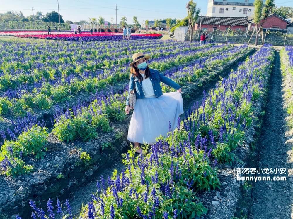 彰化景點》董家花田，田尾繽紛四季花海，戶外野餐好地方