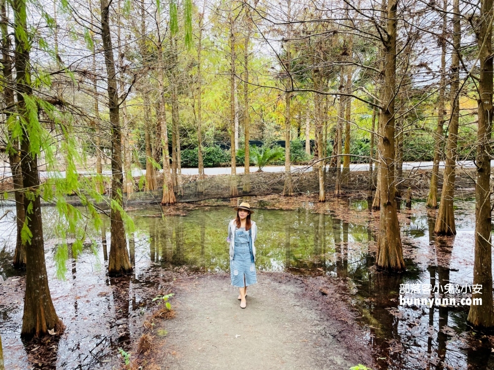 花蓮鈺展苗圃落羽松值得去嗎?落羽松小徑12月初轉紅
