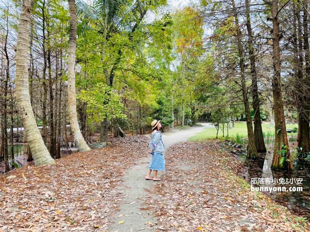 花蓮鈺展苗圃落羽松值得去嗎?落羽松小徑12月初轉紅