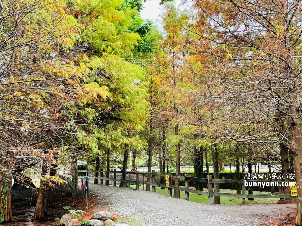 花蓮鈺展苗圃落羽松值得去嗎?落羽松小徑12月初轉紅