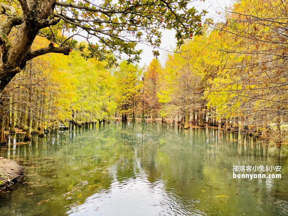 花蓮鈺展苗圃落羽松值得去嗎?落羽松小徑12月初轉紅