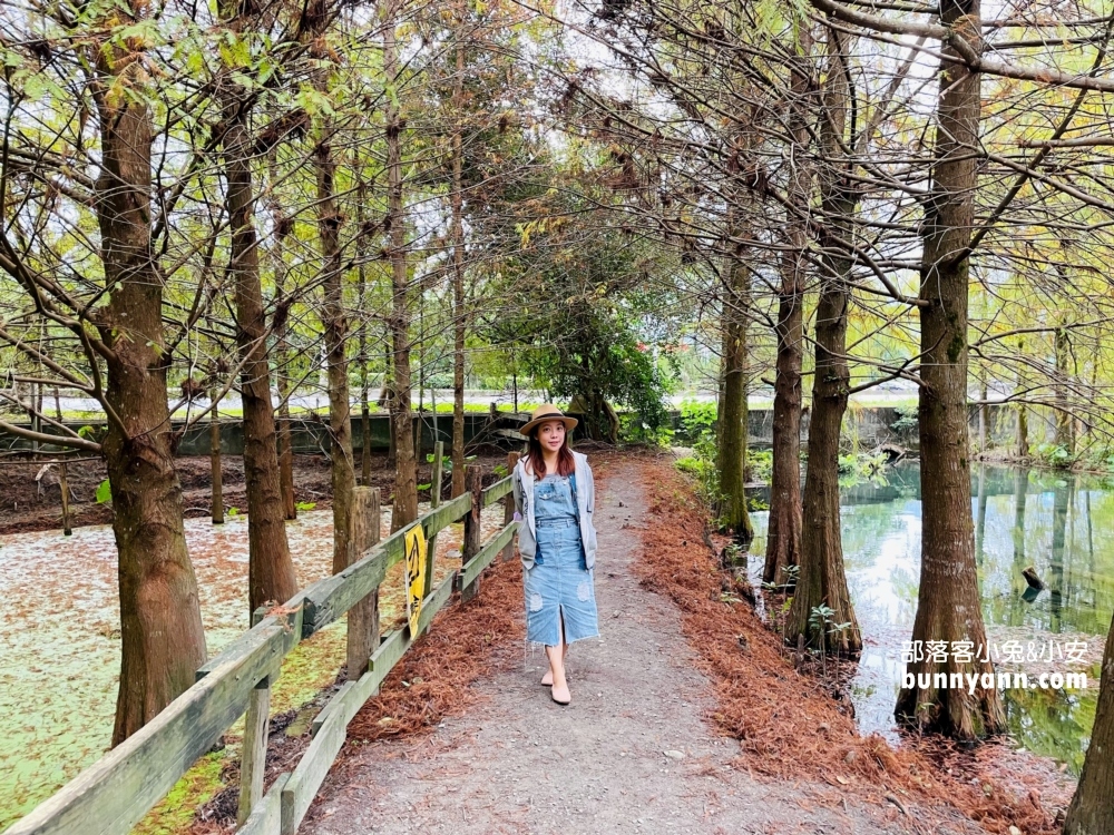 花蓮鈺展苗圃落羽松值得去嗎?落羽松小徑12月初轉紅