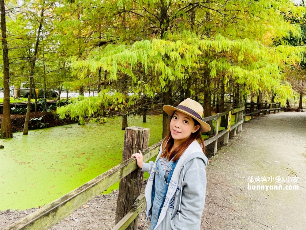 花蓮鈺展苗圃落羽松值得去嗎?落羽松小徑12月初轉紅