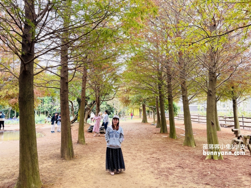 南投落羽松森林最新變色情況，139縣道超美落羽松林