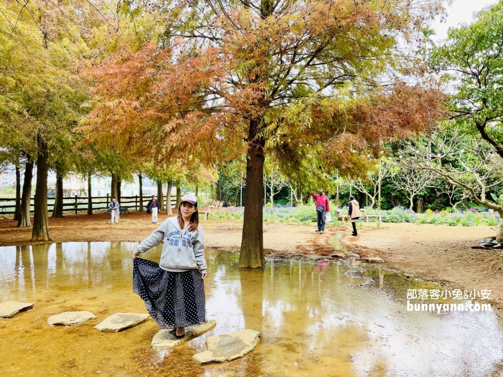 南投落羽松森林最新變色情況，139縣道超美落羽松林