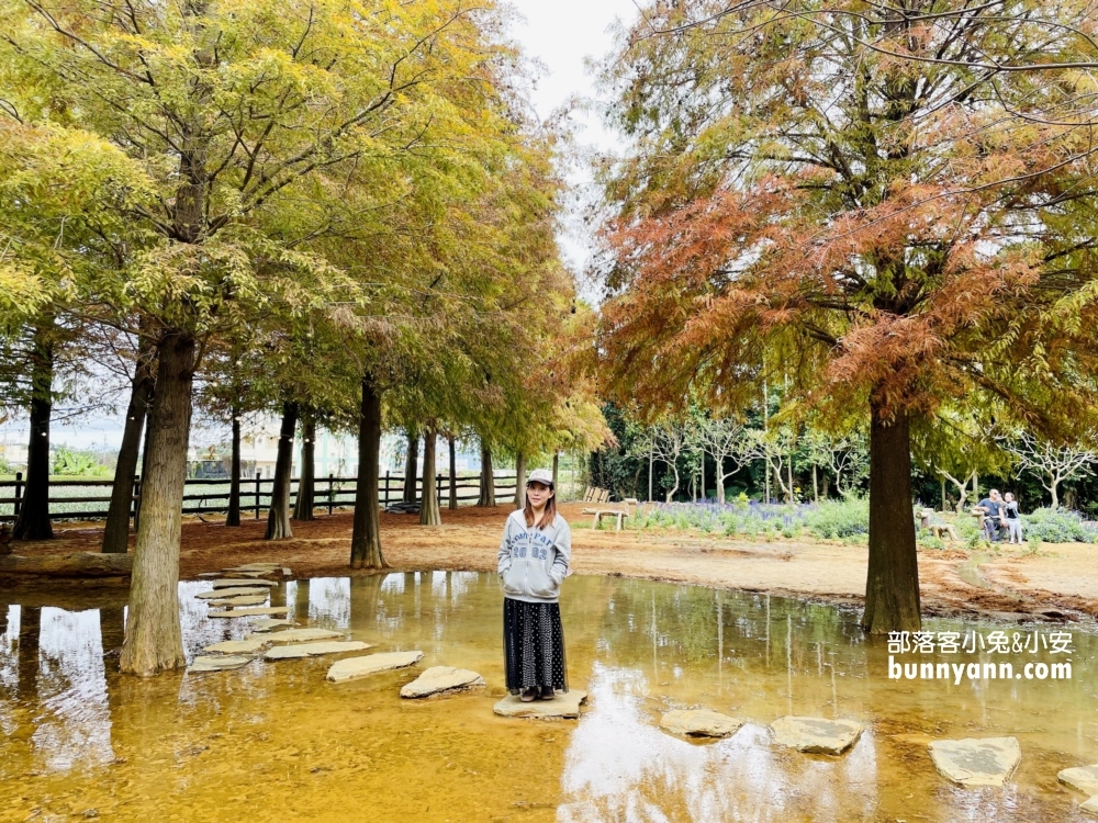 南投落羽松森林最新變色情況，139縣道超美落羽松林