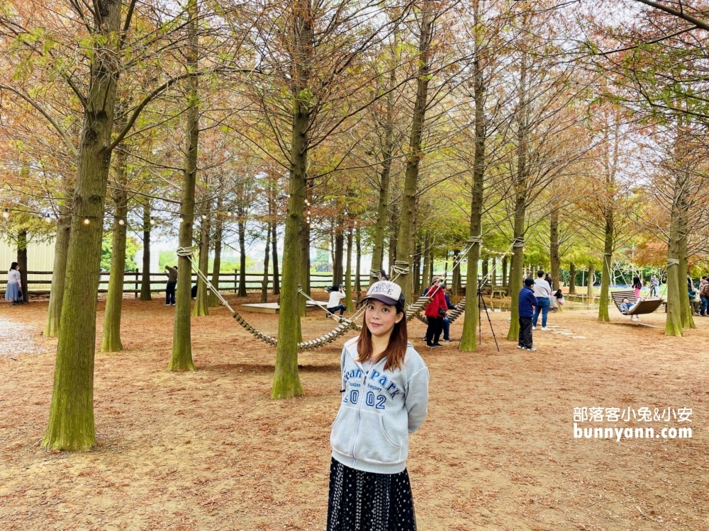 南投落羽松森林最新變色情況，139縣道超美落羽松林
