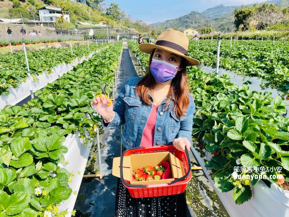 苗栗紅色琉璃瓦草莓園，草莓一斤價格曝光與開放時間