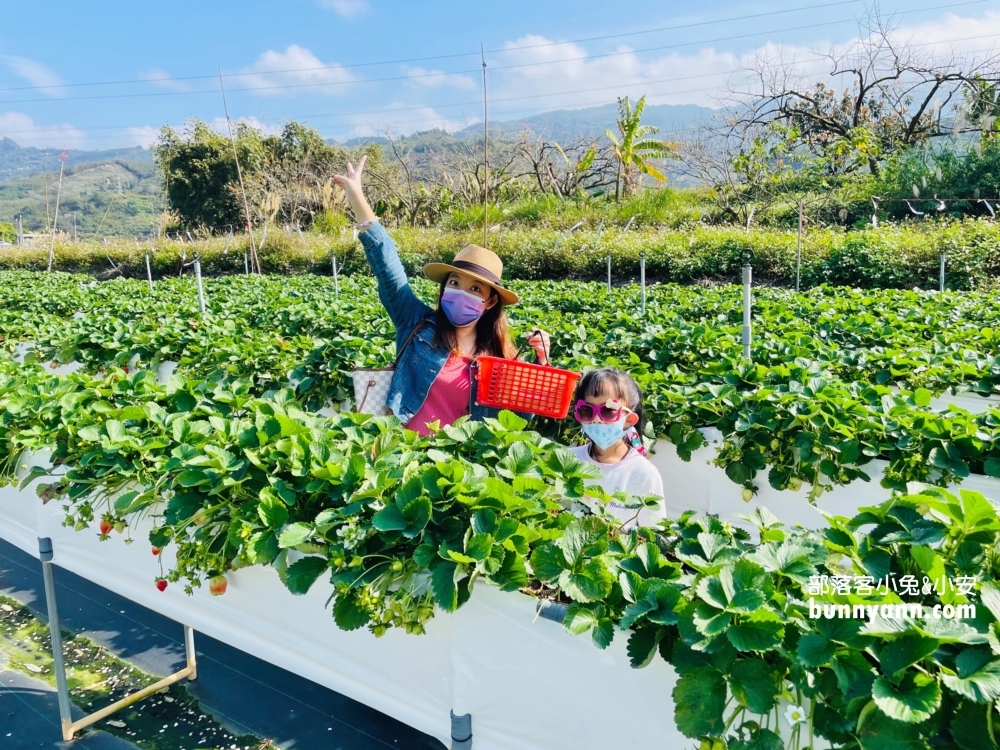 苗栗紅色琉璃瓦草莓園，草莓一斤價格曝光與開放時間