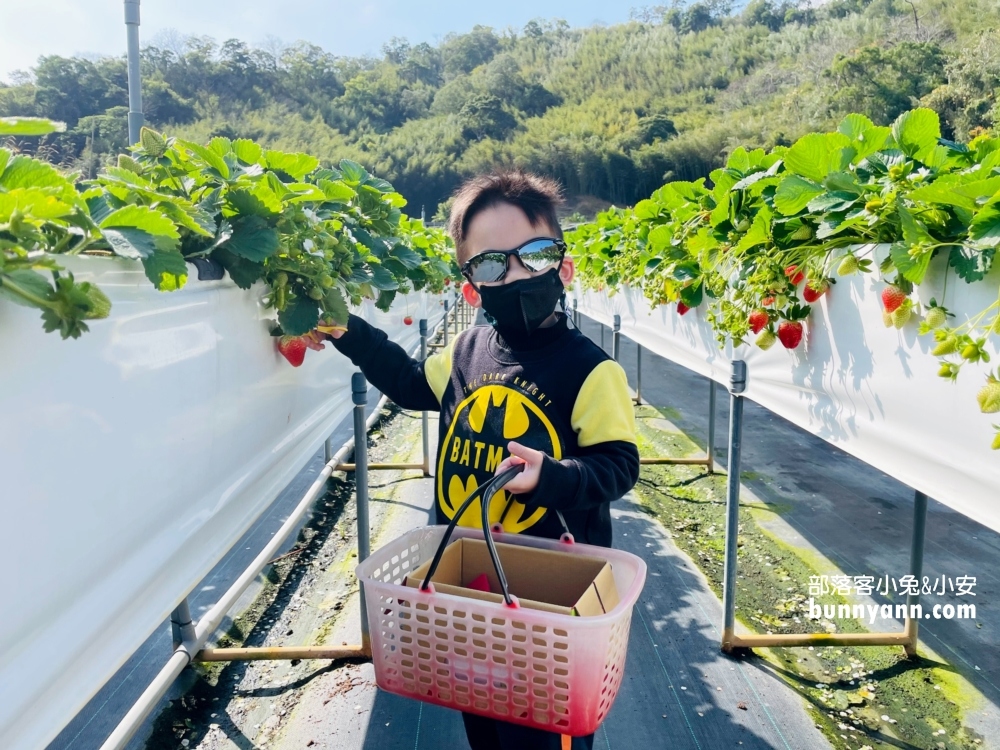 苗栗紅色琉璃瓦草莓園，草莓一斤價格曝光與開放時間