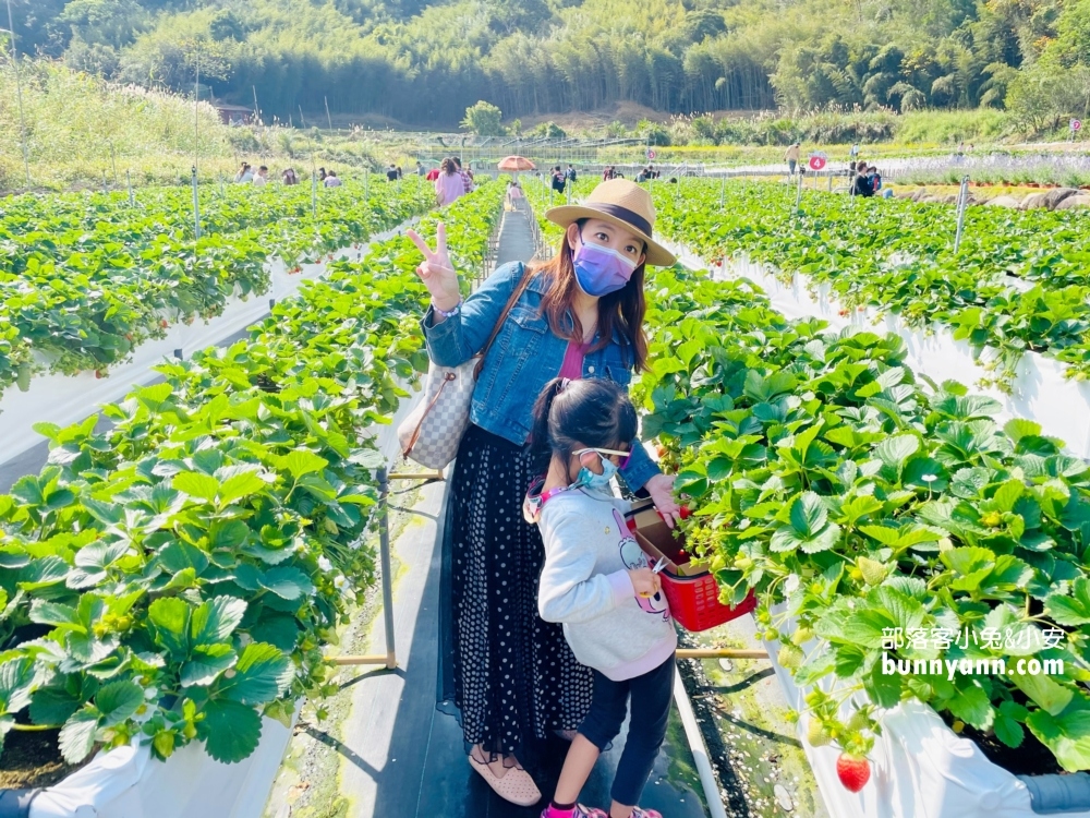 苗栗紅色琉璃瓦草莓園，草莓一斤價格曝光與開放時間