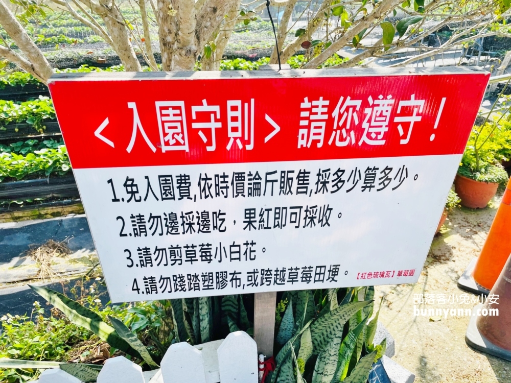 苗栗紅色琉璃瓦草莓園，草莓一斤價格曝光與開放時間