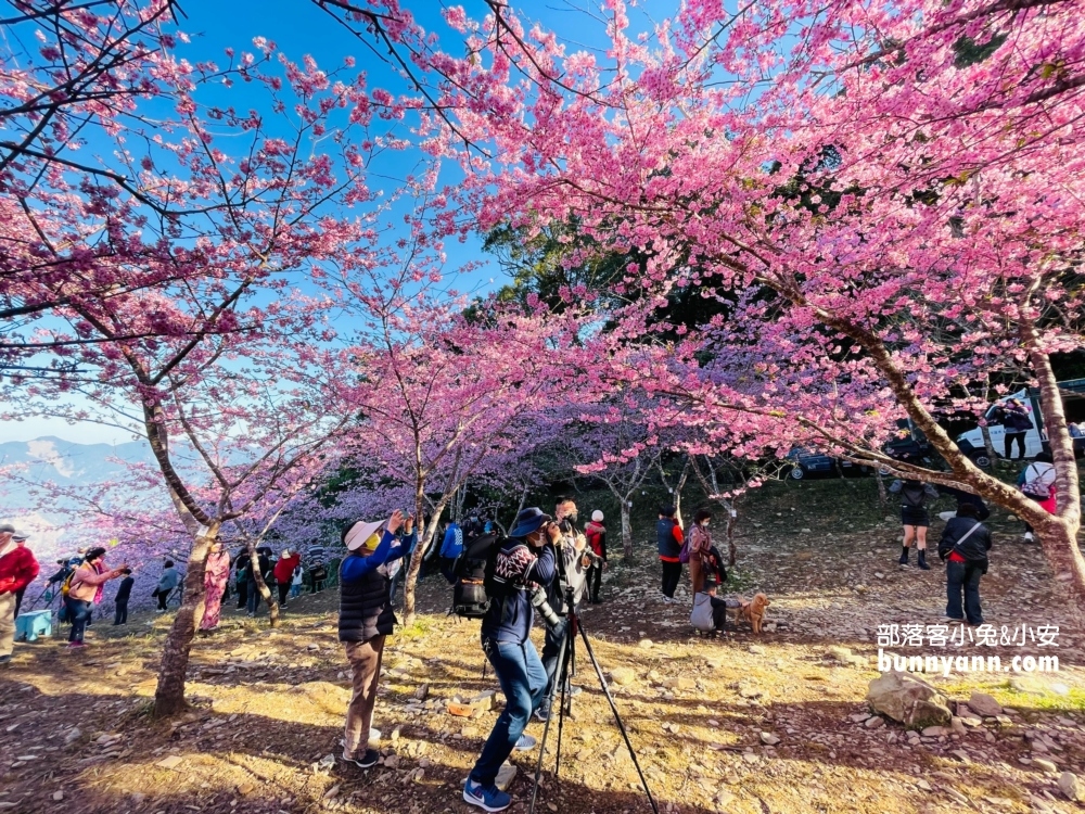 高雄寶山二集團櫻花公園最新花況，停車資訊分享