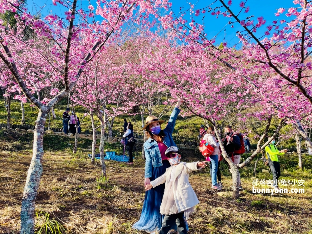 高雄寶山二集團櫻花公園最新花況，停車資訊分享