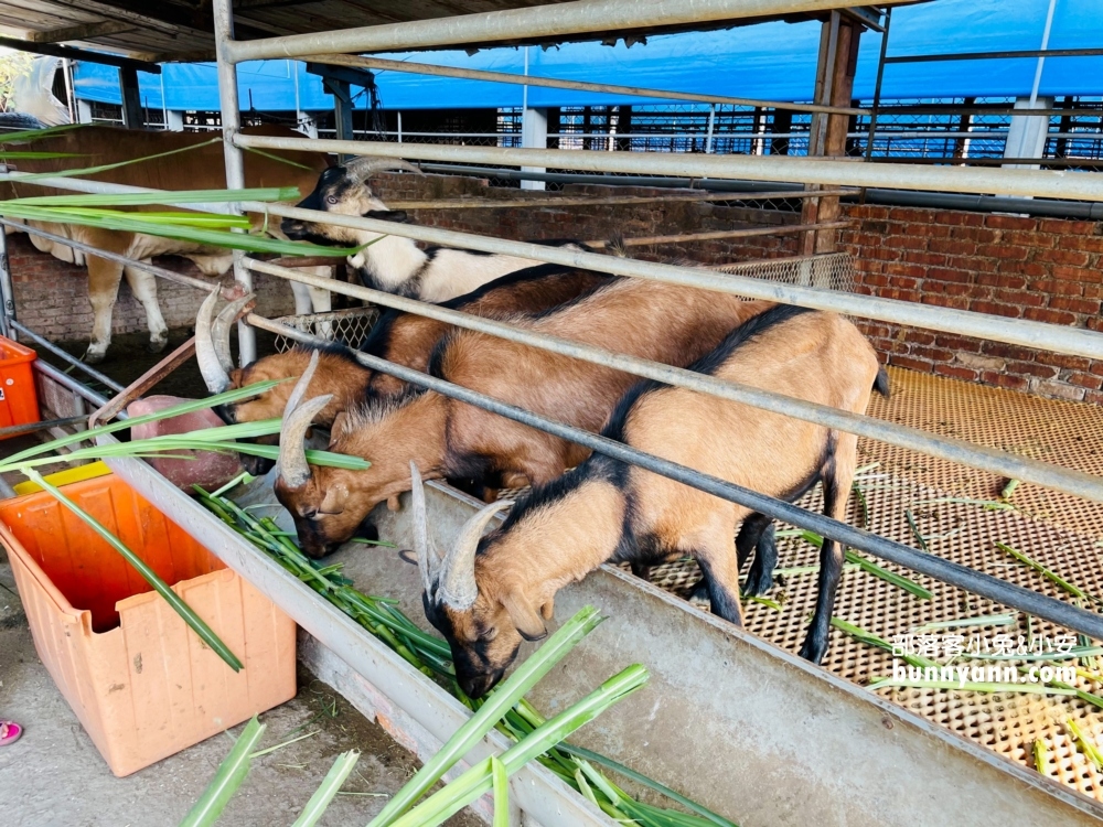 高雄水流莊牧場，餵羊吃飯兼玩沙坑和草地跑跳(門票資訊)
