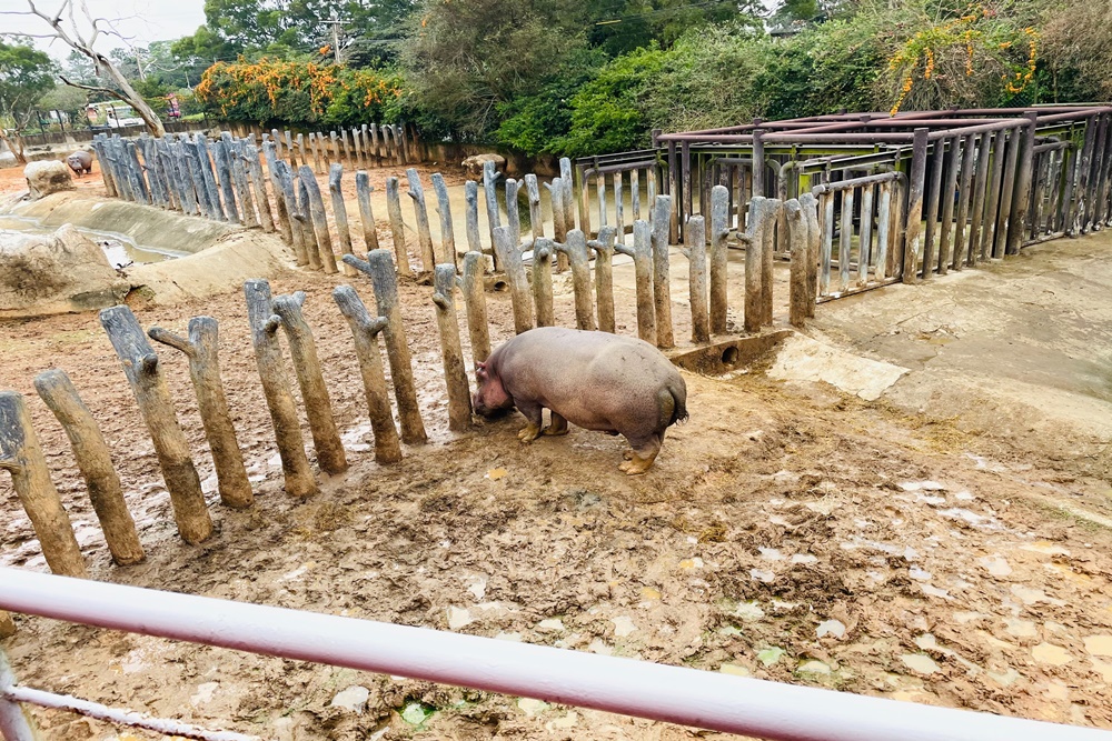 新竹六福村主題遊樂園，30項驚險刺激遊樂設施及動物園玩到不想離開