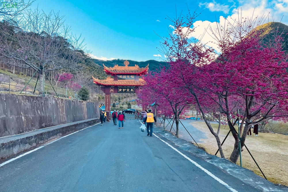 嘉義阿里山彌陀禪寺最新花況，交通以及停車資訊分享