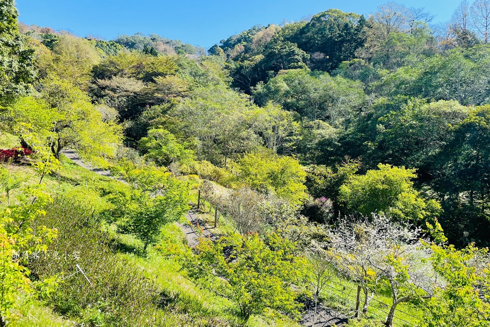 台中【東勢林場遊樂區】園區設施完善並且步道平坦好走，很適合半日遊