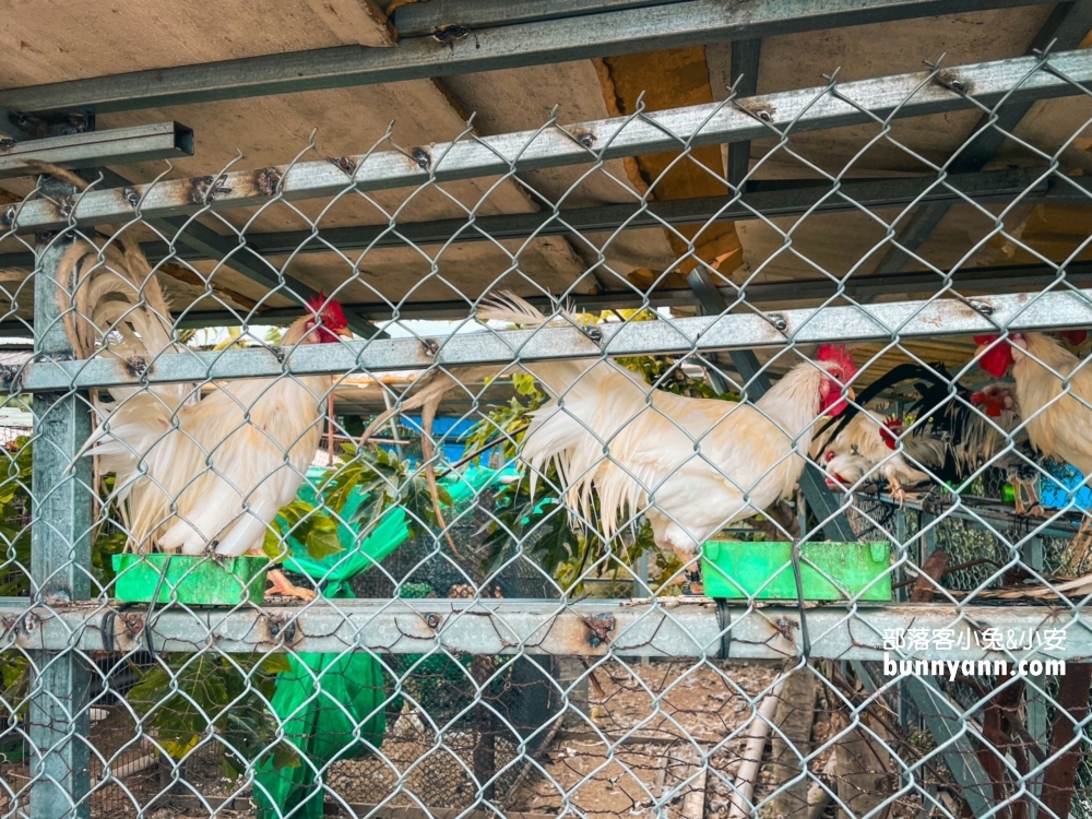 埔鹽【姥姥不老茶文創園區】近20種親子戶外設施一次玩到飽