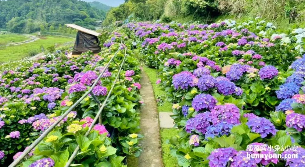 竹子湖「名陽匍休閒農莊」超美繡球花田，海芋花況介紹