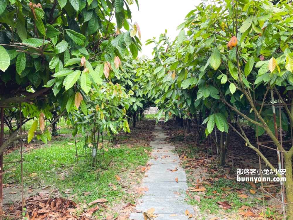 南投免門票的「塔塔加可可農園」巧克力店，試吃非常大方服務又好。