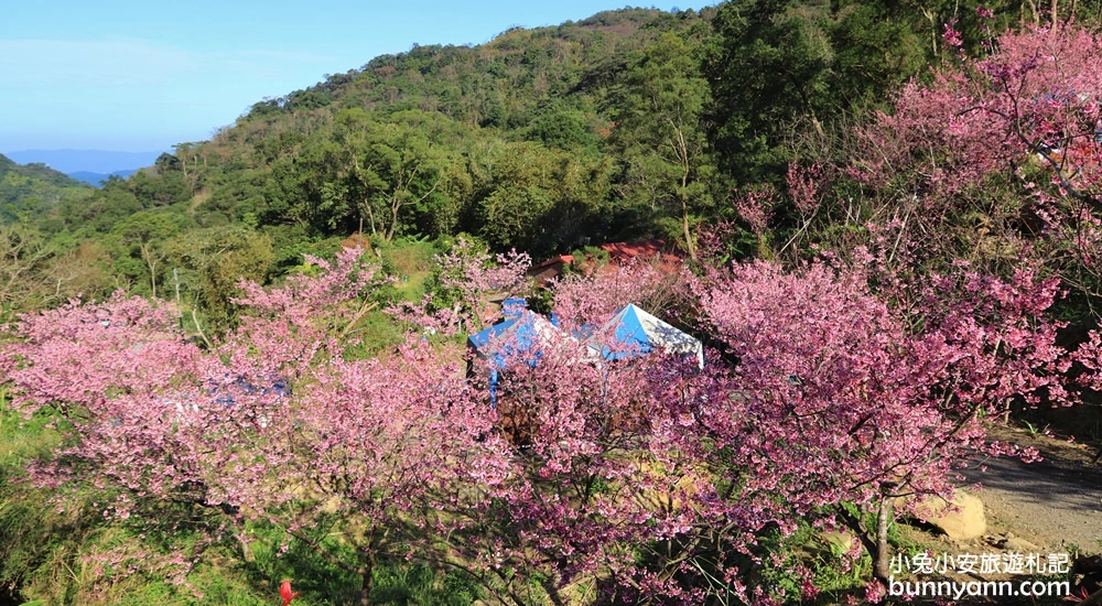 新北【三峽大熊櫻花林】櫻花七成綻放中，浪漫花況曝光，準備賞花去