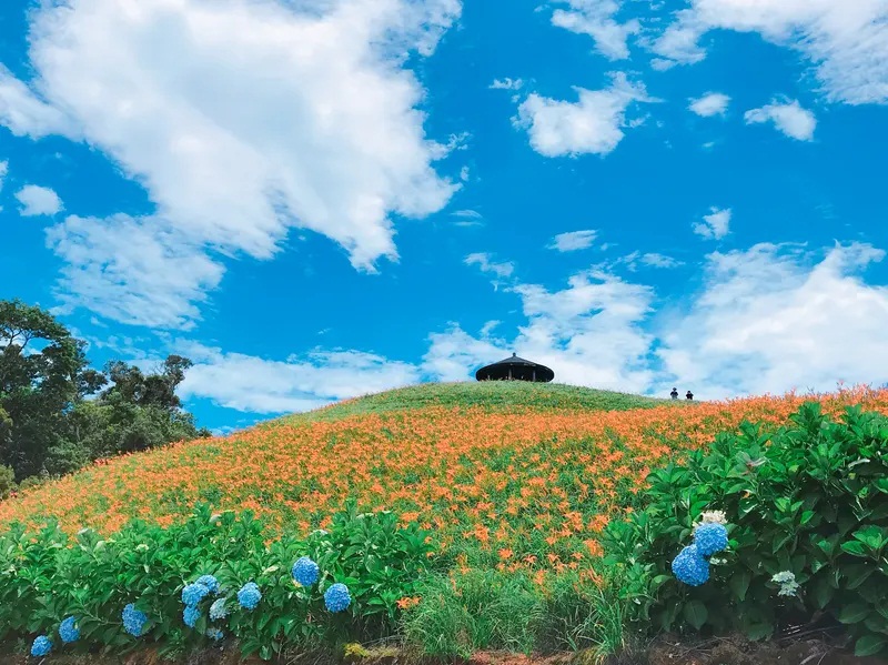 太麻里景點｜推薦太麻里金針花海