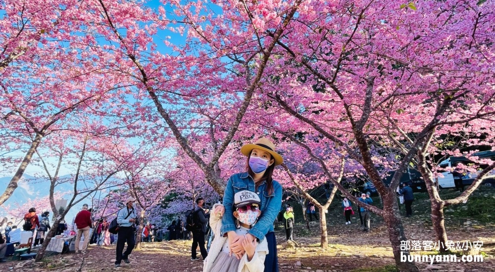 高雄寶山二集團櫻花公園最新花況，停車資訊分享
