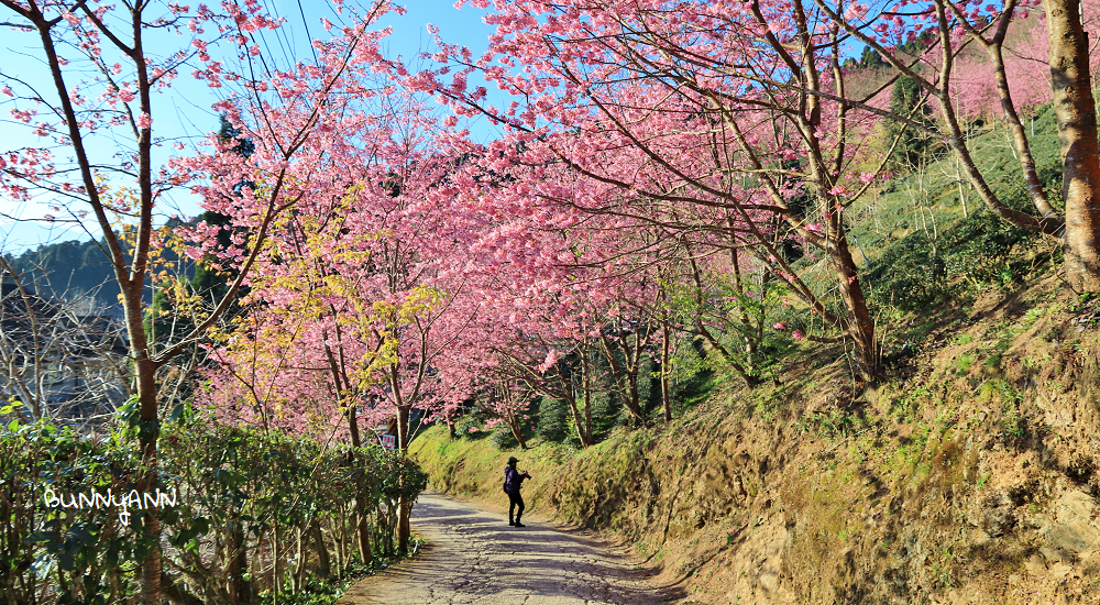 2025【新竹步道推薦】精選15個登山步道與森林景點全攻略