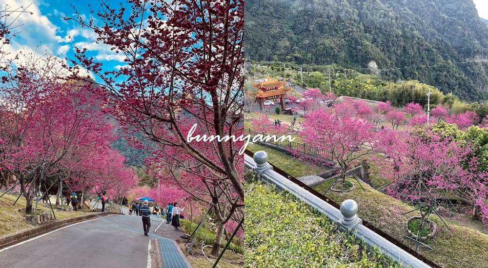 嘉義阿里山彌陀禪寺最新花況，交通以及停車資訊分享 @小兔小安*旅遊札記