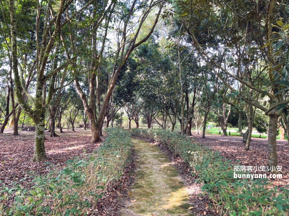 嘉義【觸口自然教育中心】最吸引人的特色包括森林步道、自然樹木館、景觀平台步道