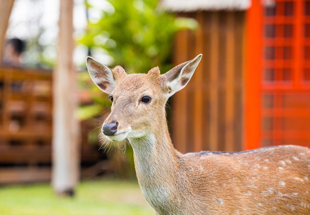 高雄【淨園農場】暢遊可愛動物園和觀賞飛機起降超級有趣