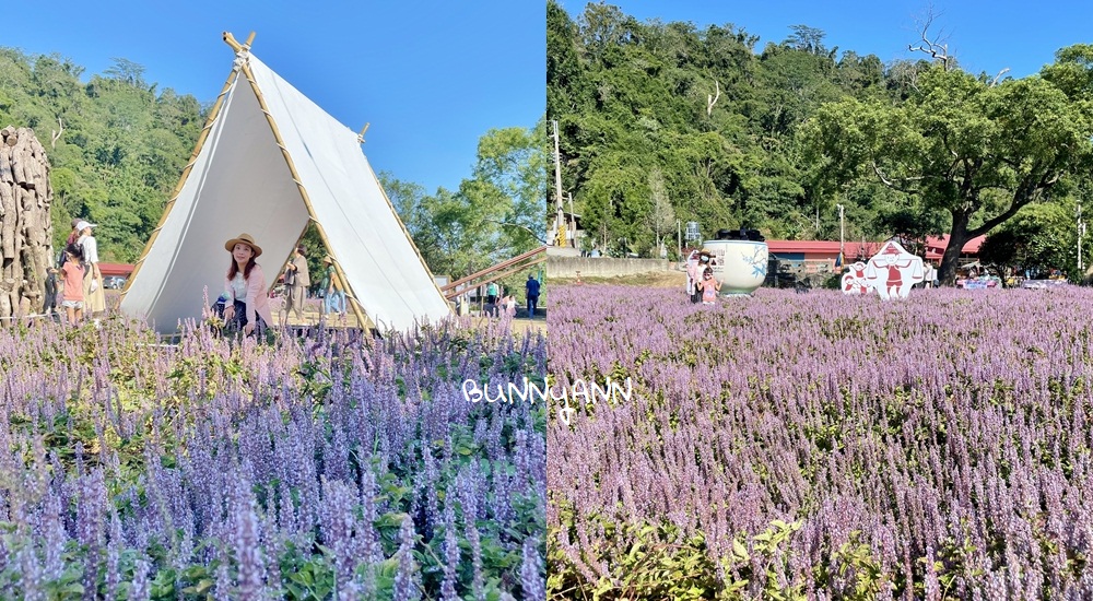 獅潭仙草花節值得去嗎？帶你停車跟吃仙草冰，夢幻紫色花海 @小兔小安*旅遊札記