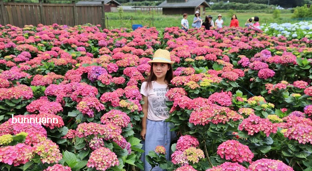 陽明山「花谷繡球花」花谷海芋園最新花況，繽紛花球綻放中 @小兔小安*旅遊札記