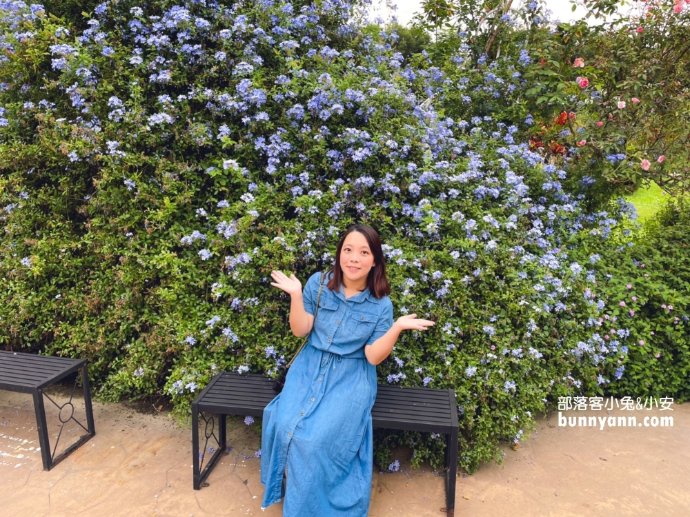 古坑順遊景點「蘿莎玫瑰山莊」漫遊浪漫玫瑰花園，環境、停車、必買推薦攻略。