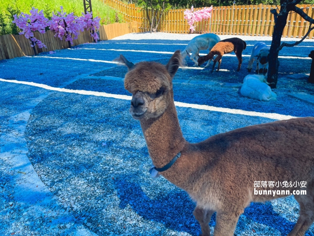 花蓮【月崖灣親子農場】一邊看海一邊餵水豚吃飯真好玩