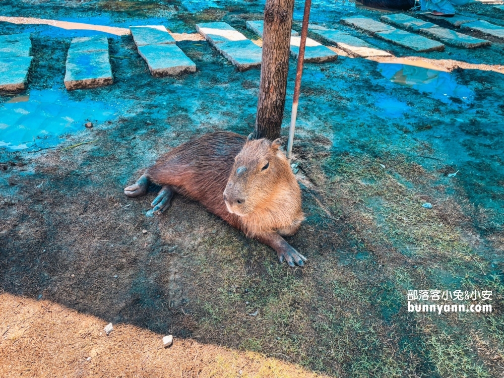 花蓮【月崖灣親子農場】一邊看海一邊餵水豚吃飯真好玩