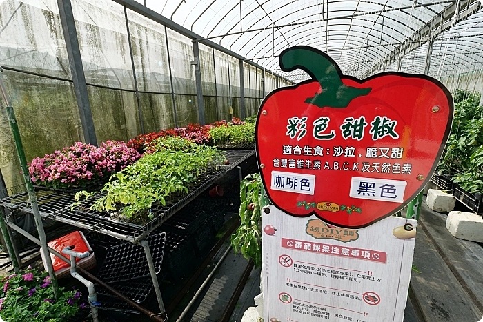 關西景點｜金勇番茄