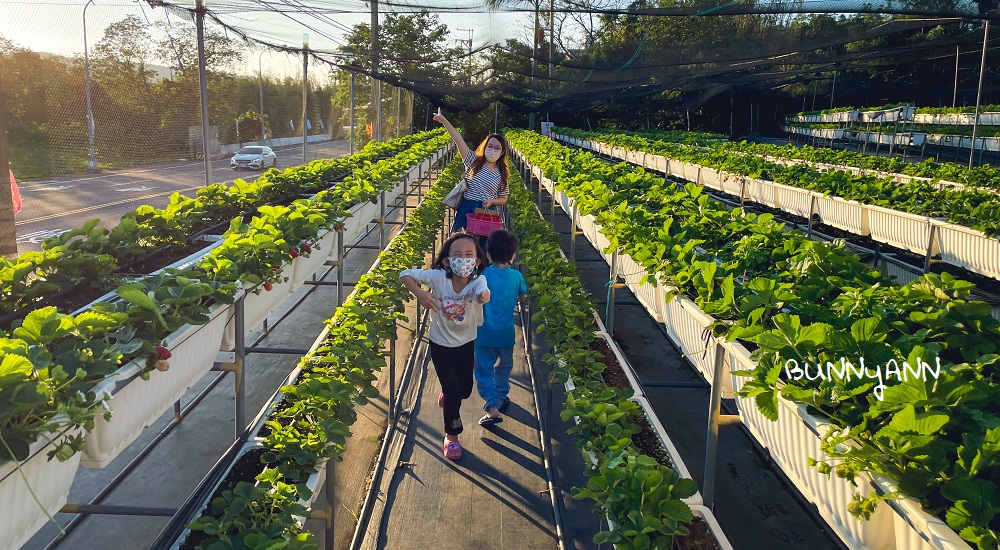 關西竹林草莓園｜竹林農園採大顆草莓，酸甜好滋味