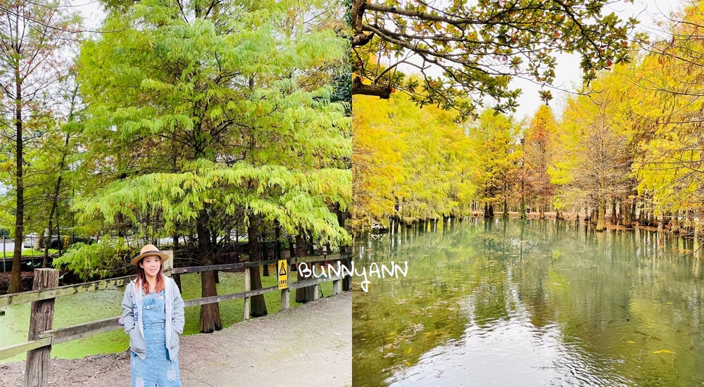 花蓮鈺展苗圃落羽松值得去嗎?落羽松小徑12月初轉紅